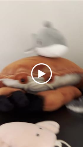 Customer video review of Red Rock Crab Soft Stuffed Plush Toy