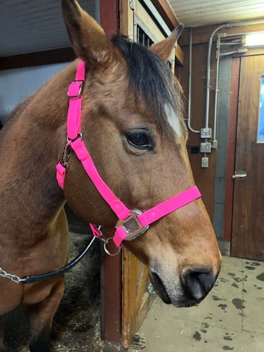 Customer photo review of iCavalos - Horse halter - Preorder