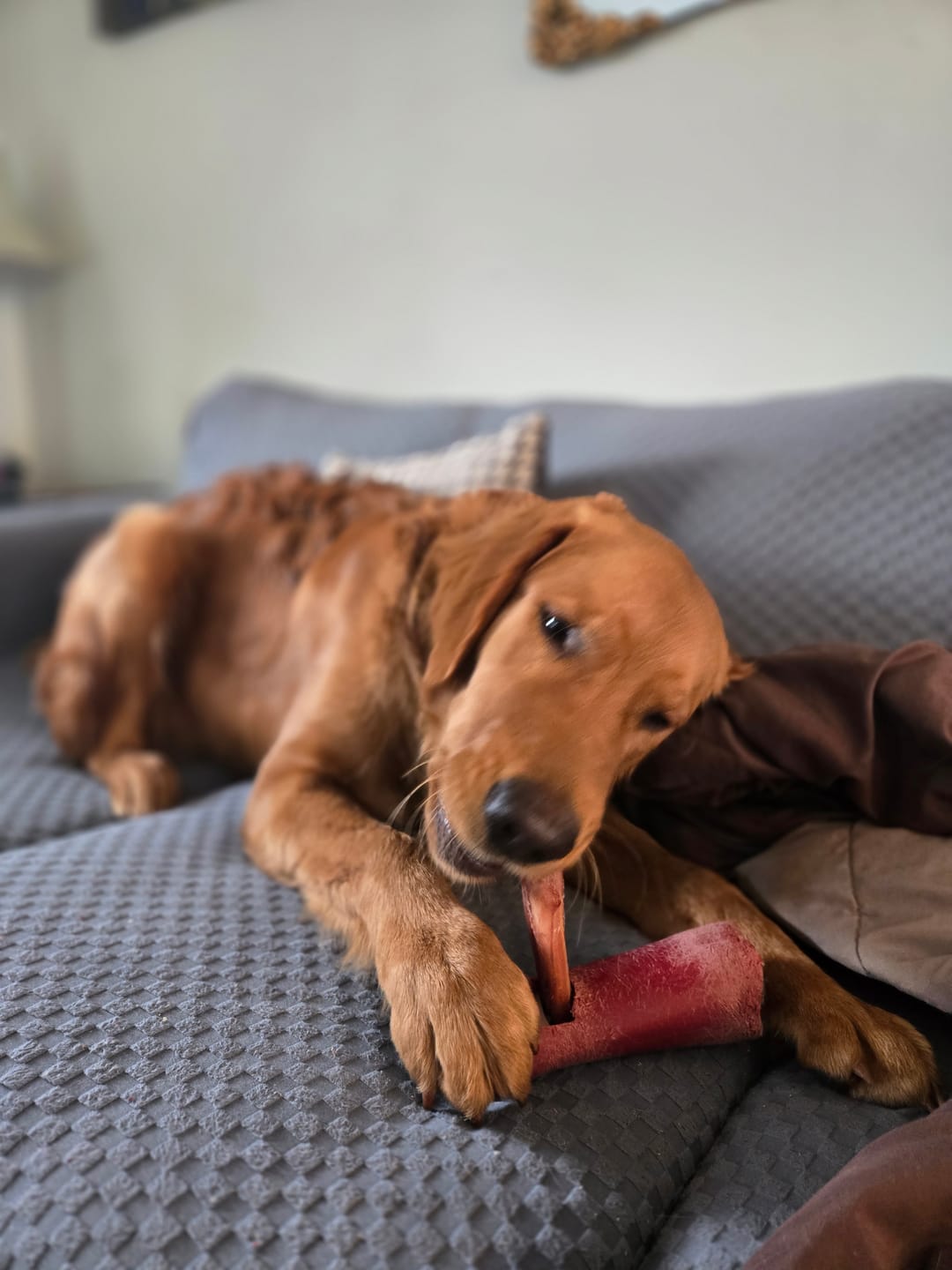 Customer photo review of 6 Inch Jumbo Bully Stick