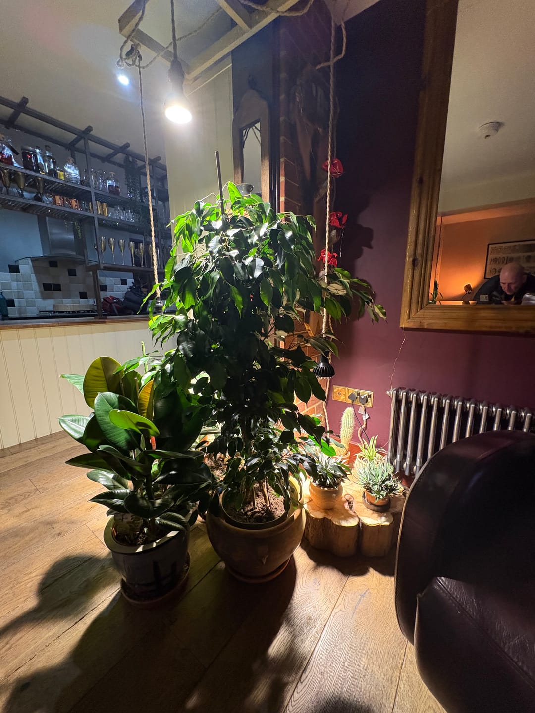 Customer photo review of Pianta LED Grow Light 3-Pack bundle