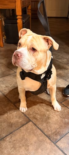 Customer photo review of No Pull Bully Proof Harness