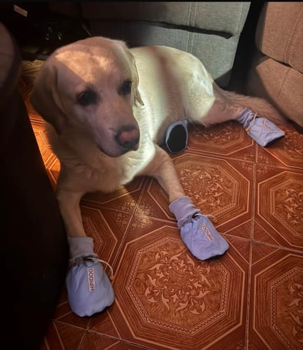 Customer photo review of CT1689 2 Pares De Zapatos Para Mascota