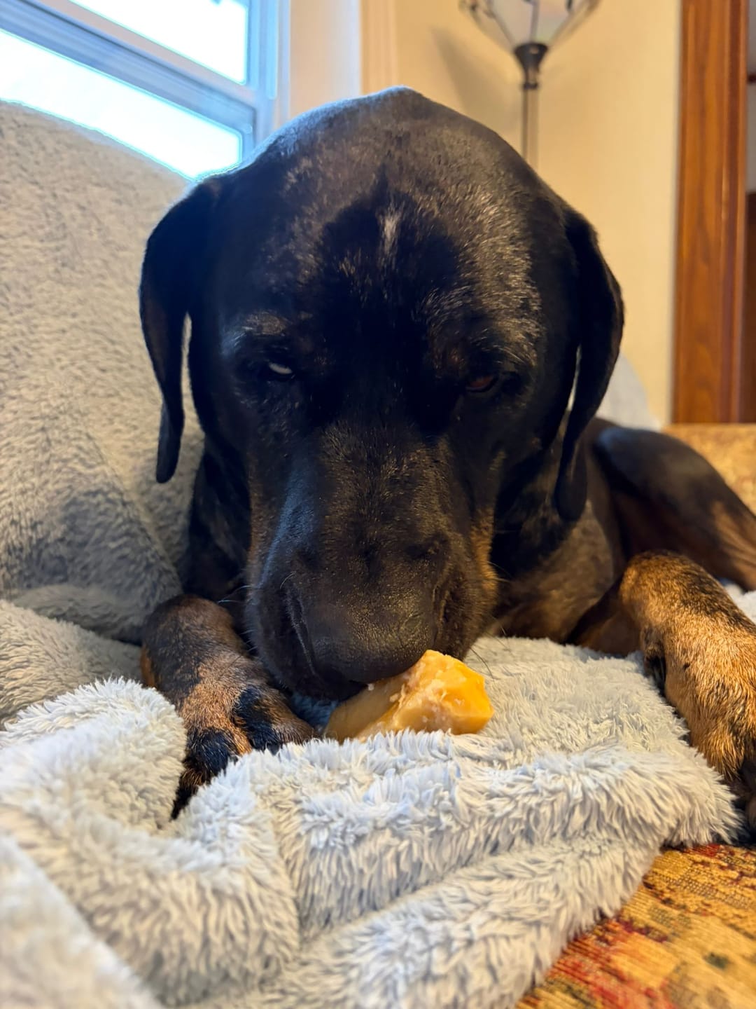 Customer photo review of Himalayan Yak Chew (LARGE)