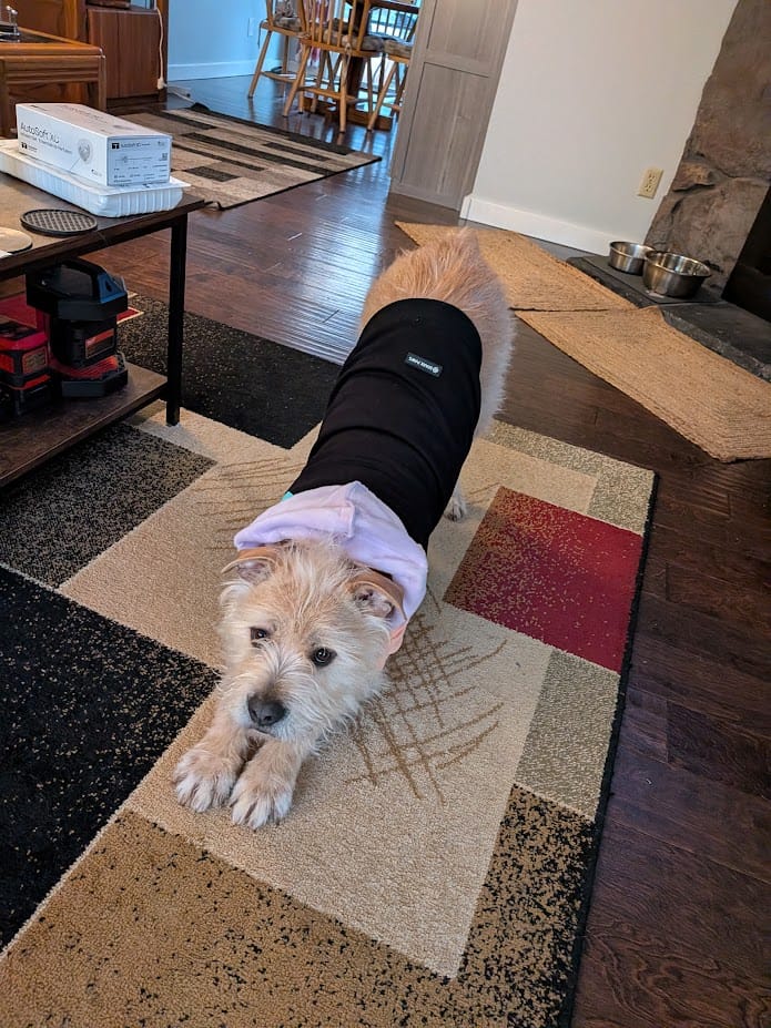 Customer photo review of Cyber Punk Dog Hoodie