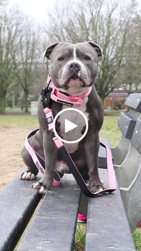 Customer video review of 4cm Light Up LED Combat® Collar | Handle - Pink
