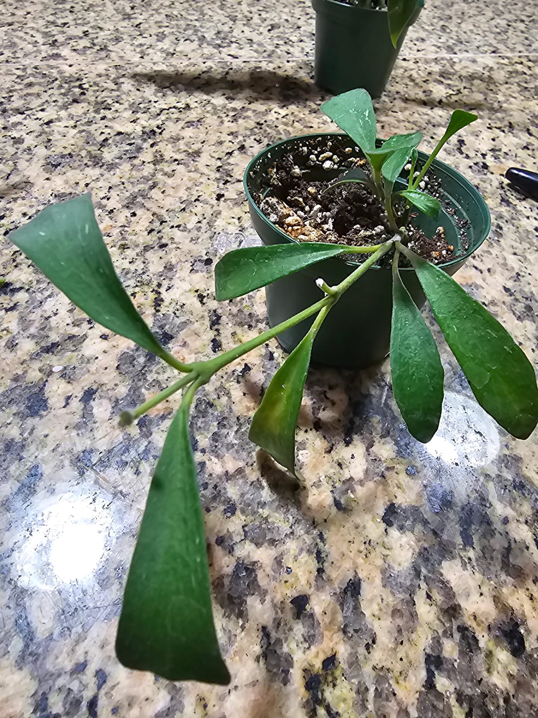 Customer photo review of Hoya manipurensis