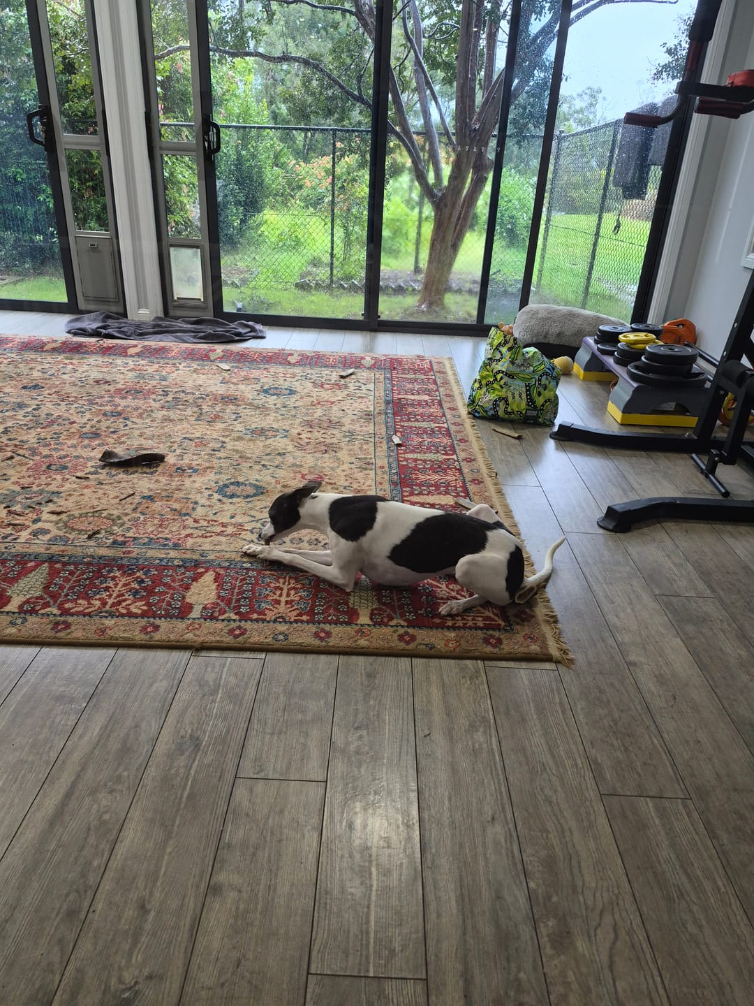 Customer photo review of Bully Sticks | Beef Pizzle