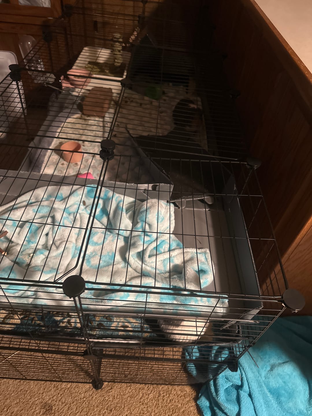 Customer photo review of 6x2 C&C Guinea Pig Cage with Loft & Stand