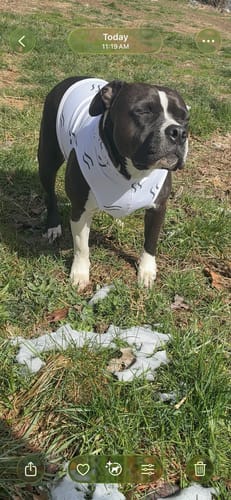 Customer photo review of Rosslyn "SS" Dog Hoodie
