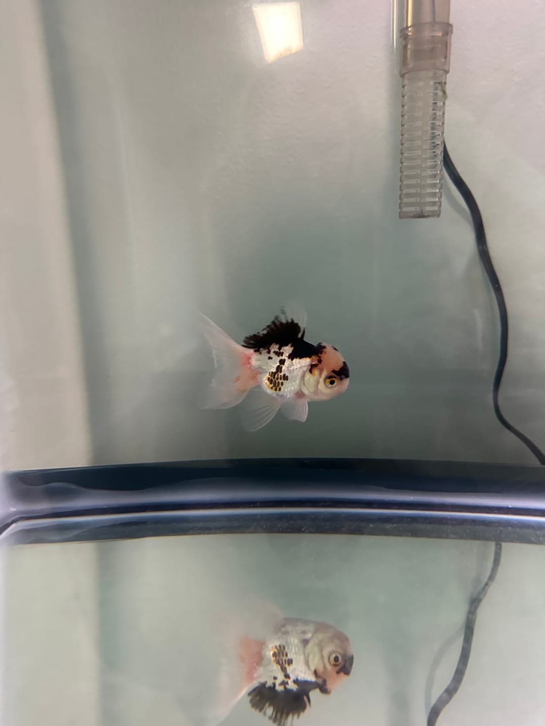 Customer photo review of Live Premium Fancy Goldfish Thai Oranda 2"-4" Body Panda (Our Choice)