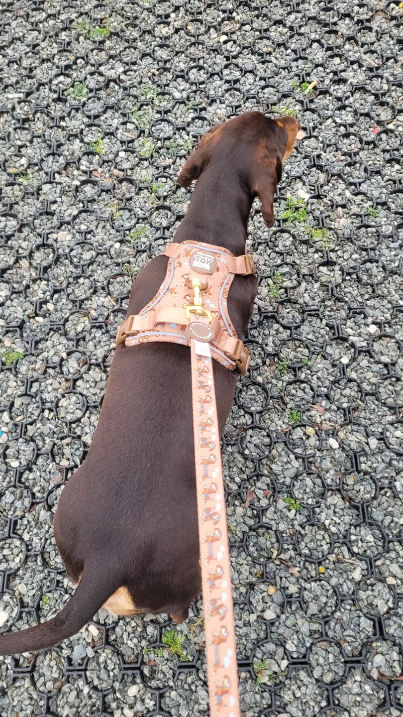 Customer photo review of Disney© Tough Trails™ Harness - Slinky