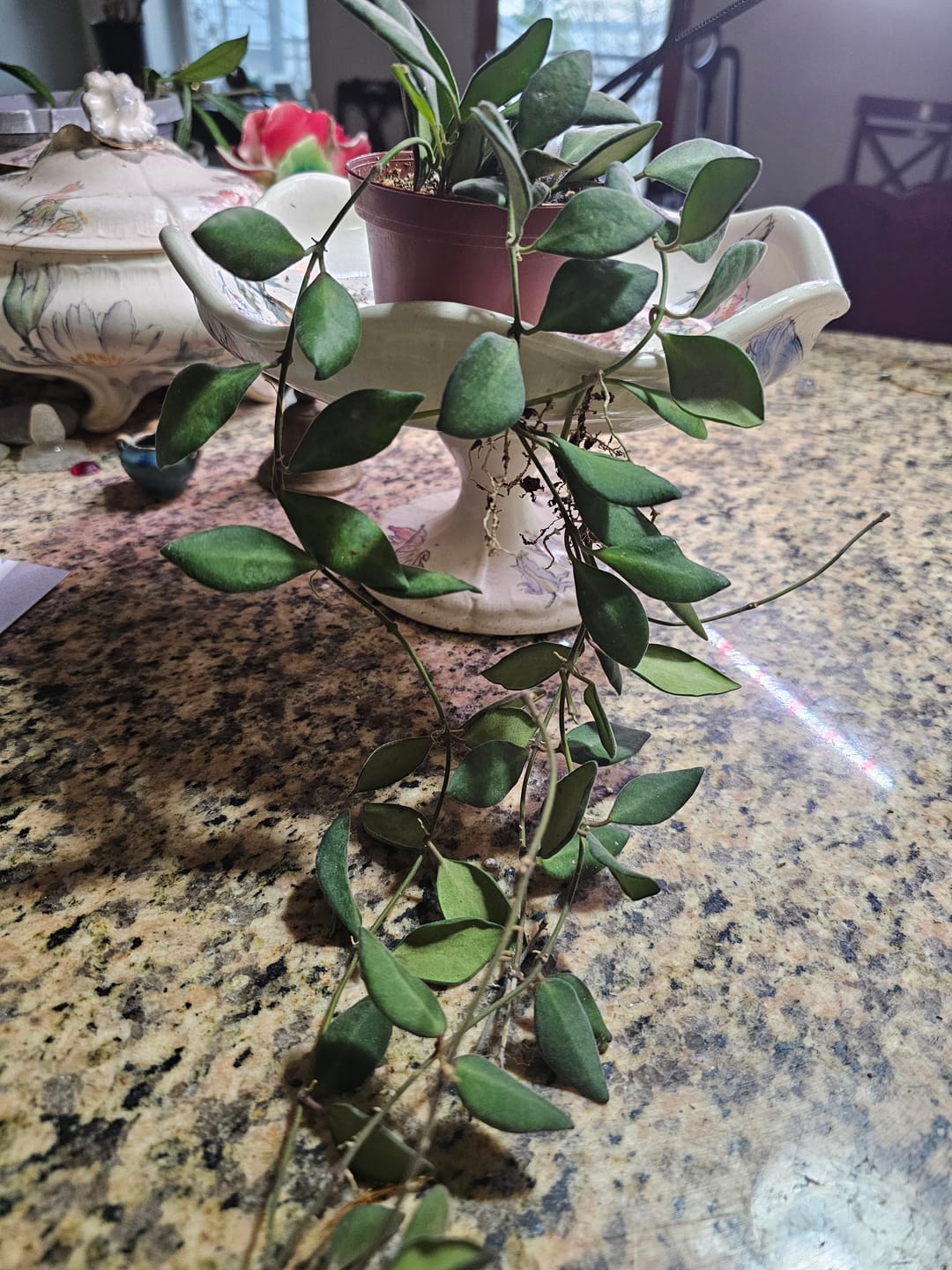 Customer photo review of Hoya sp. aff. burtoniae