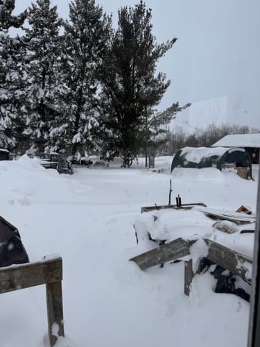 Customer photo review of Hay Chix® Large Bale Net - 6'