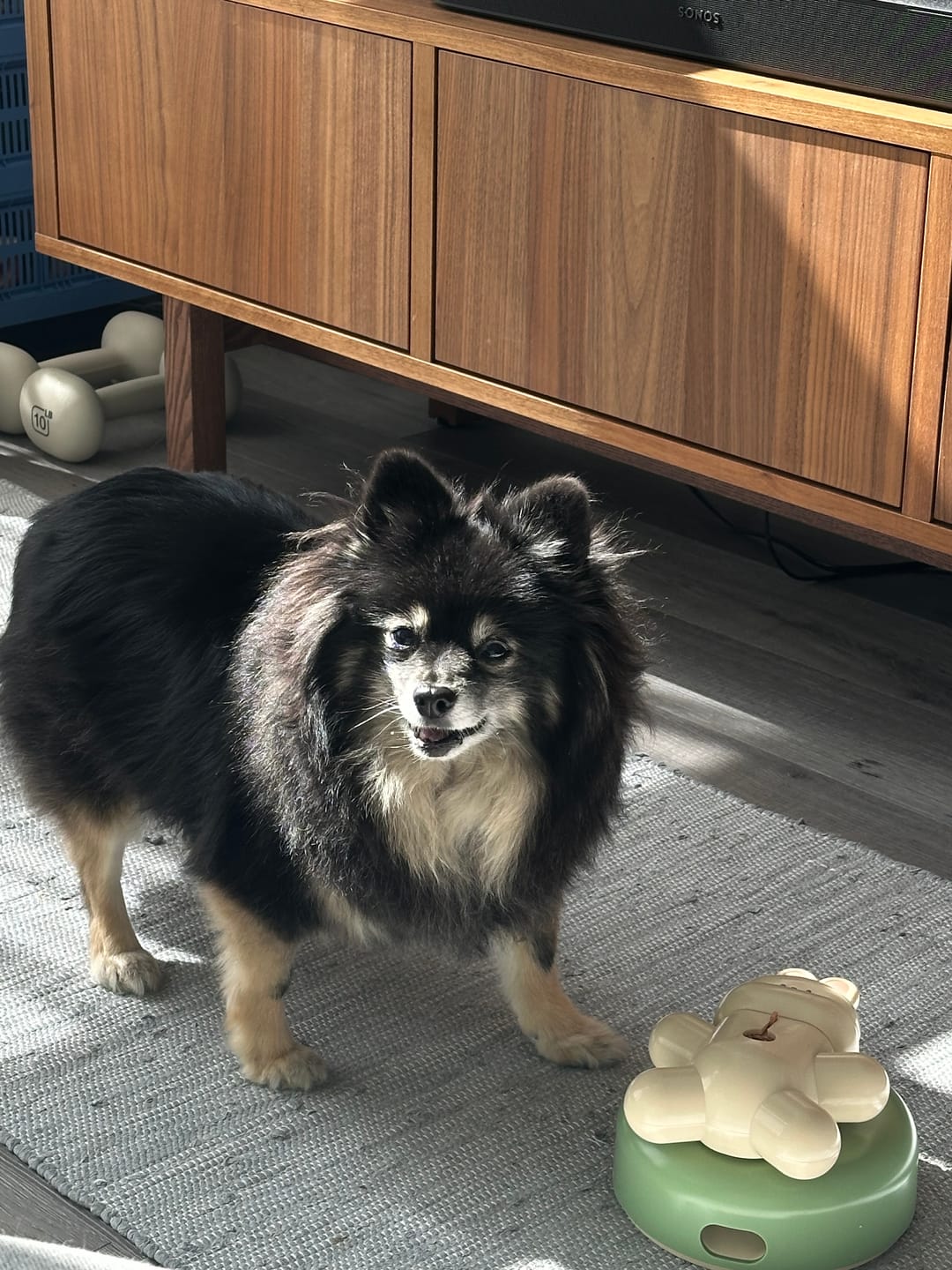 Customer photo review of Braining Spin and Snack Bunny Toy