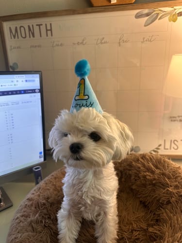 Customer photo review of Standard Personalized Dog Party Pack