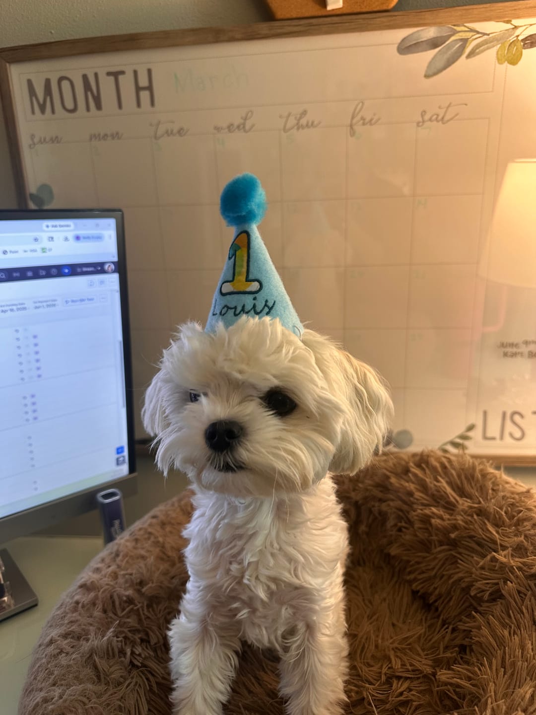 Customer photo review of Standard Personalized Dog Party Pack