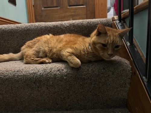 Customer photo review of 3 Month Supply - 3 Cat