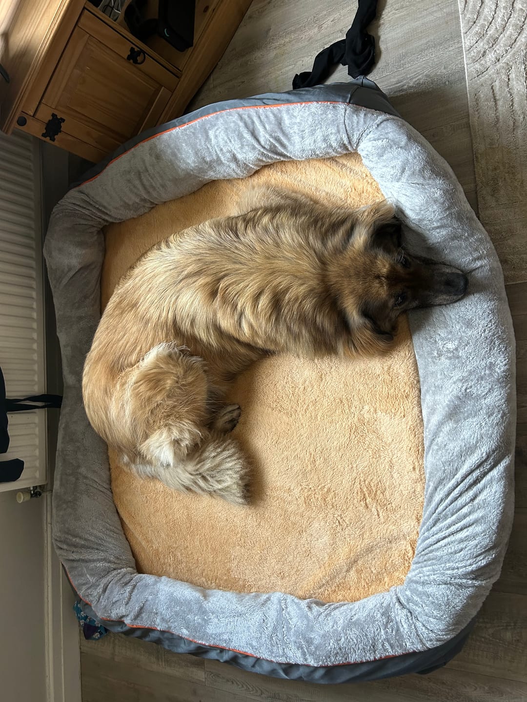 Customer photo review of 3XL Jumbo Orthopedic Dog Bed – Ultimate Comfort Foam Mat with Bolster & Removable Cover for Large Breeds