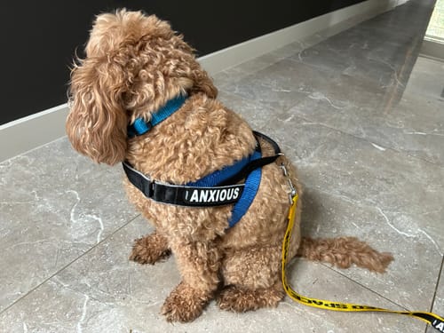 Customer photo review of Rogz Utility Letzgo Personalised Harness