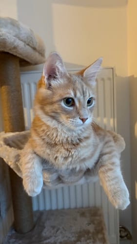 Le jeune chaton roux d'un client se reposant sur son arbre à chat.