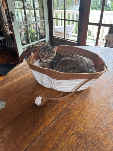 Customer photo review of Instinct Basket | Meet the first research-backed natural territory for indoor cats