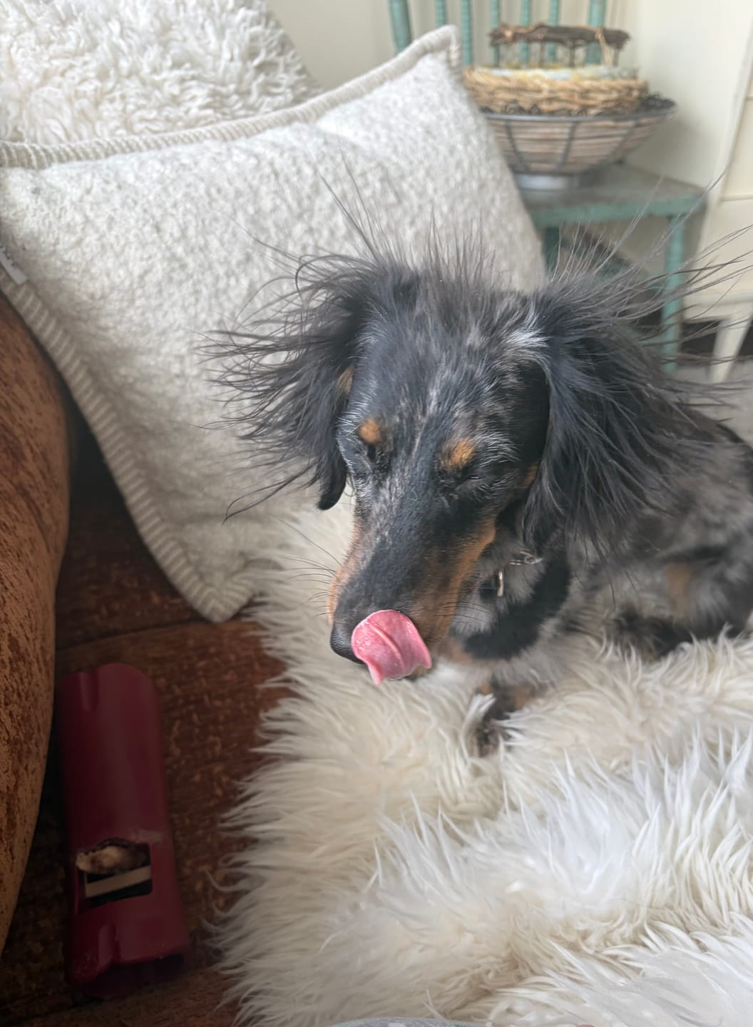 Customer photo review of 6 Inch Thick Bully Stick