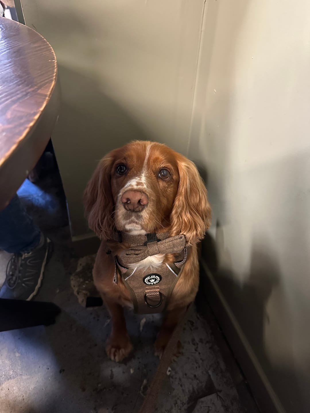 Customer photo review of Trail & Glow Tweed Dog Harness - Oxford Tweed