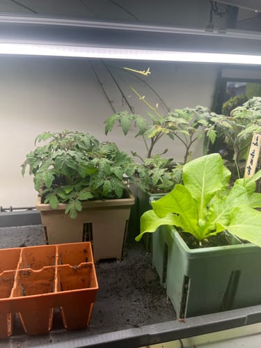 Customer's Seed Starting Kit trays in various colors, holding healthy tomato and lettuce seedlings under a grow light.