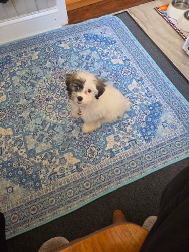 Customer's small puppy sitting on a blue patterned Potty Buddy pad indoors.
