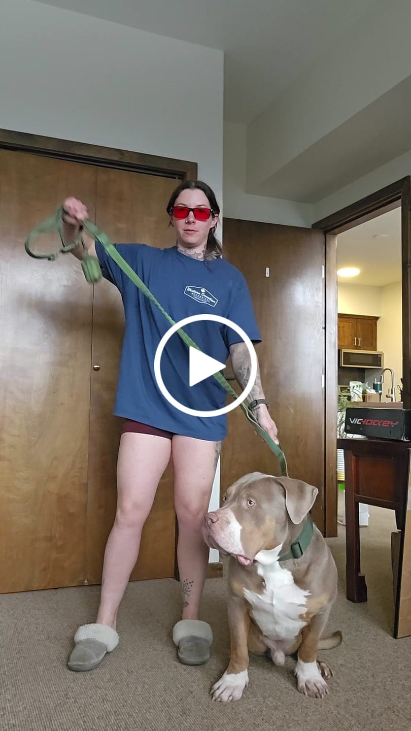 Customer video review of Multipurpose Seatbelt Handsfree Leash & Poop Bag Holder Set - Army Green