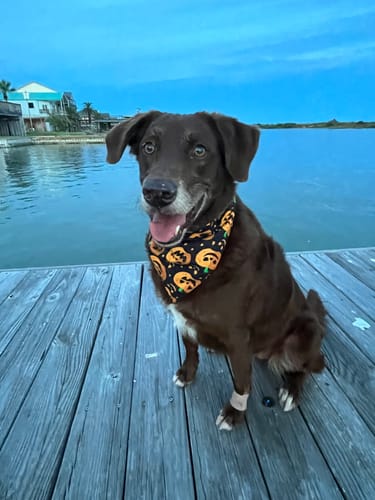 Customer photo review of Bestie Balance