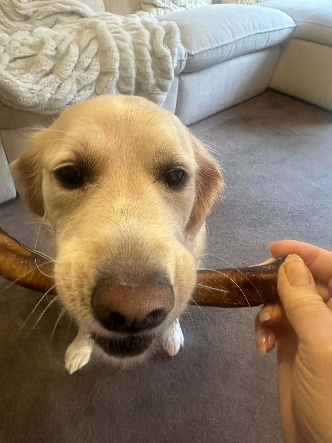 Customer photo review of Beef Pizzle (THICK & Long)