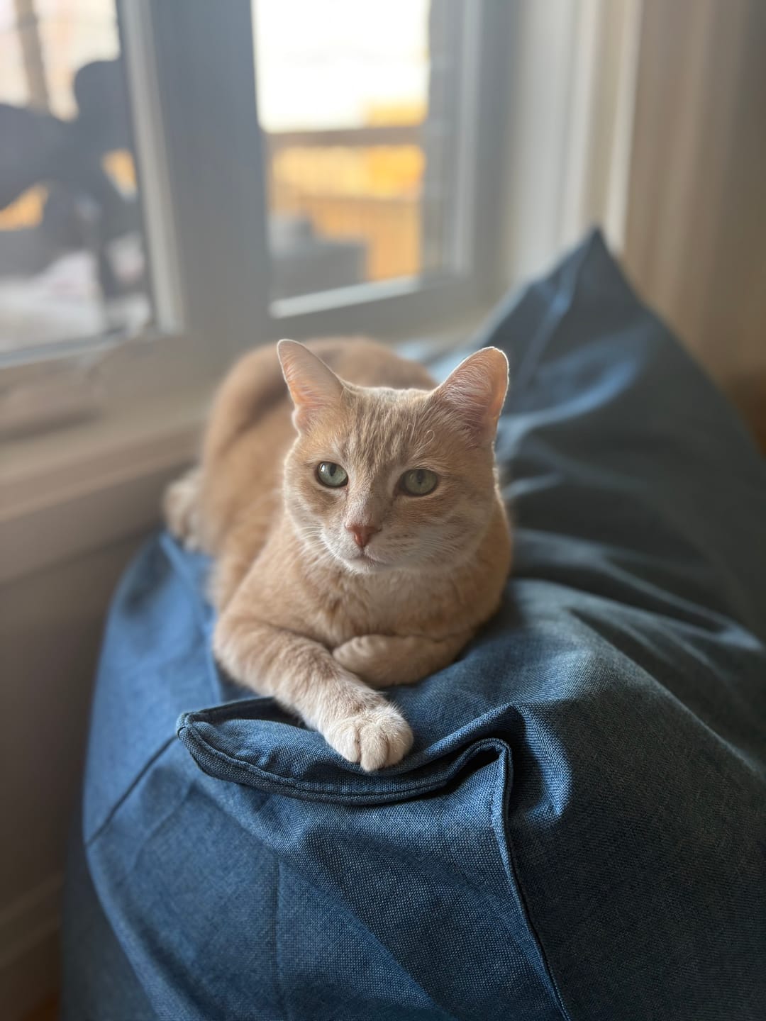 Customer photo review of Cateco Odour-Eliminating Litter box - Complete Starter Kit