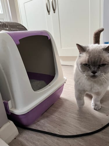 Customer photo review of 1 Month Supply – 2 Cat