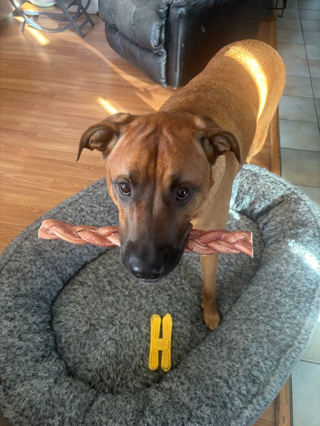 Customer photo review of 12 Inch Thick Braided Bully Stick