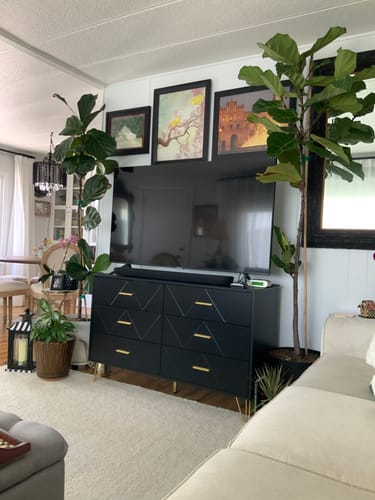 A reviewer's living room with several large, healthy houseplants where they used the Fungus Gnat Death Drops.