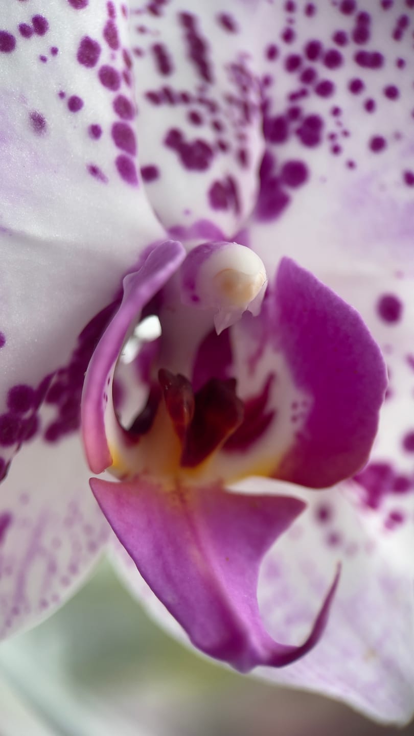 Customer photo review of Pro Series - Macro Lens
