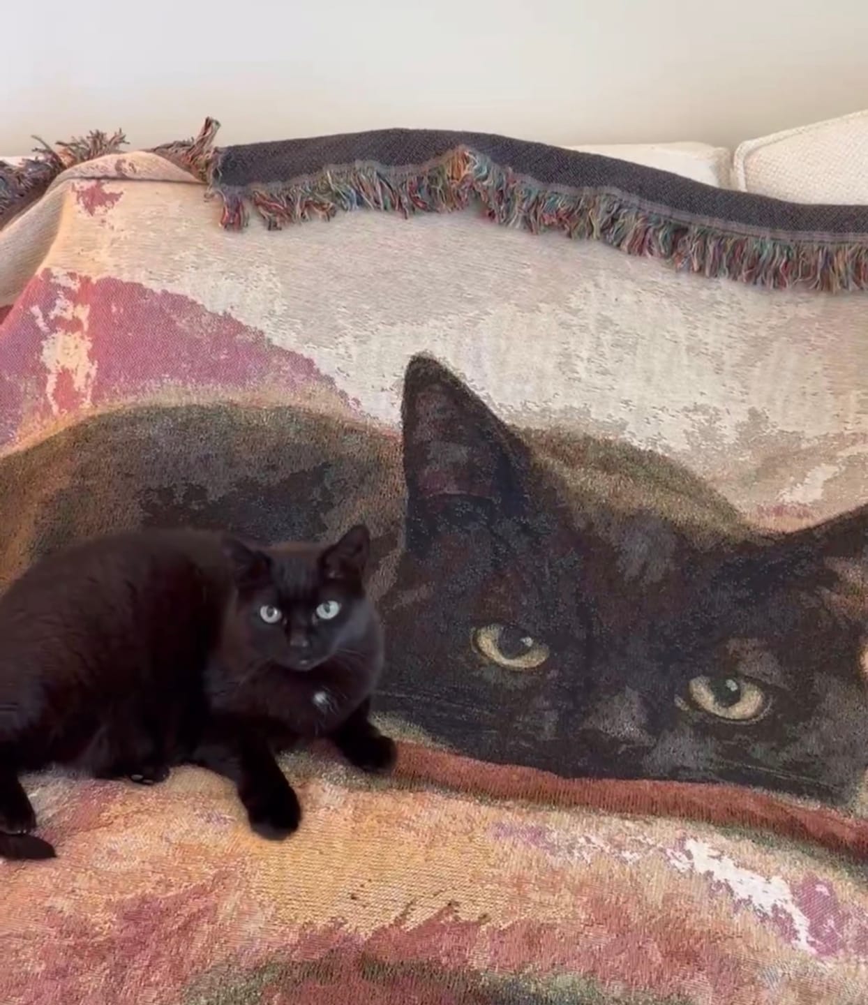 Customer photo review of Custom Relaxed Pet Woven Blanket