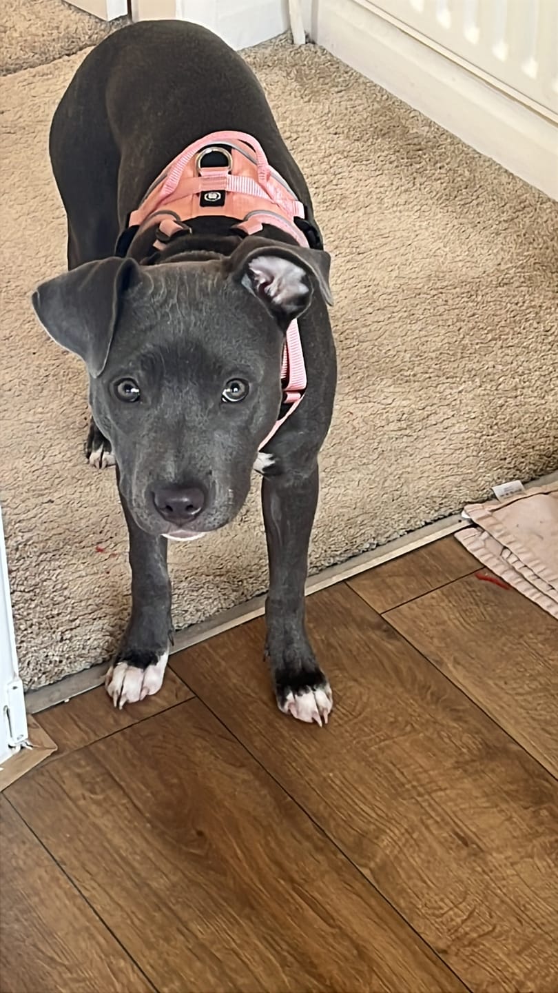 Customer photo review of Anti Pull Hurricane Harness Lighter | With Handle - Pink