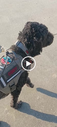 Customer video review of Aegis Vortex Magnetic Copper Bracelet: Helps Pair Veterans With A Service Dog Or Shelter Dog