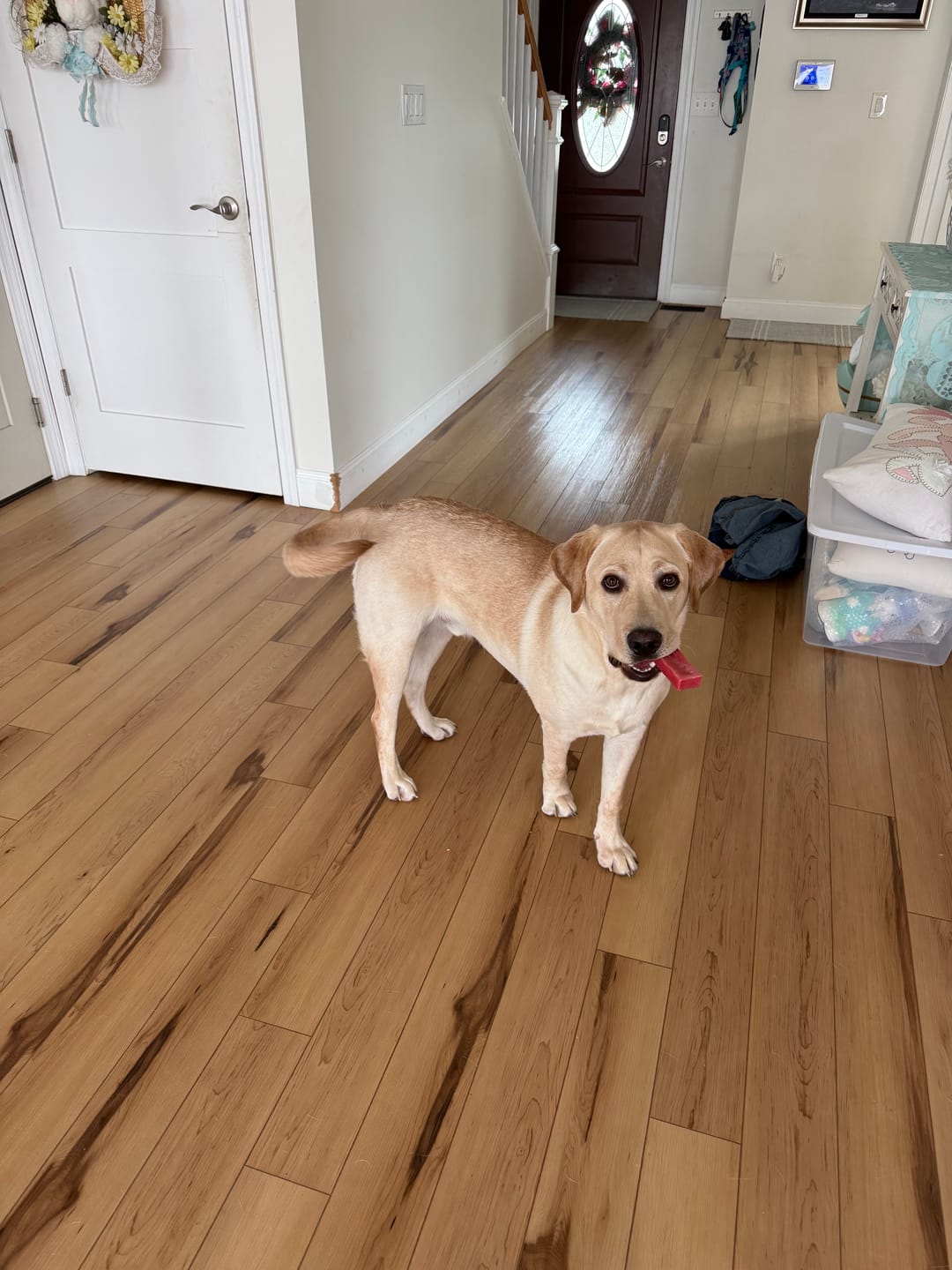Customer photo review of Banana Yak Chews