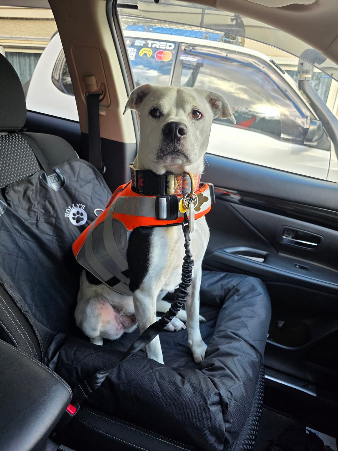 Customer photo review of Car Seat Cover