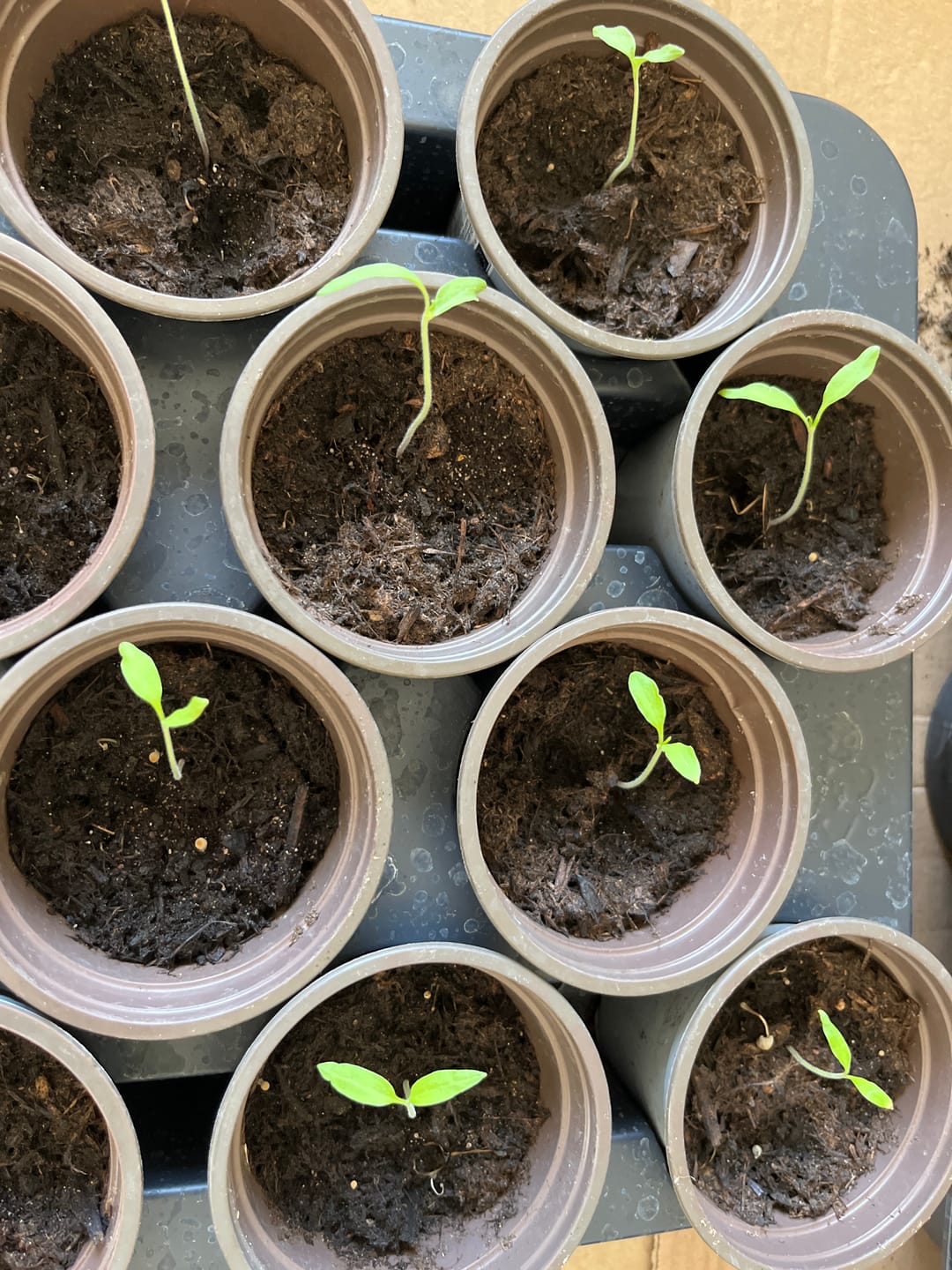Customer photo review of Bio-Saatgut Abobox 'Gartengemüse'