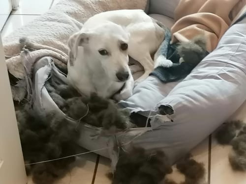 Kundenfoto eines weißen Hundes, der in seinem zerrissenen Bett liegt, mit herausgerissener Füllung.