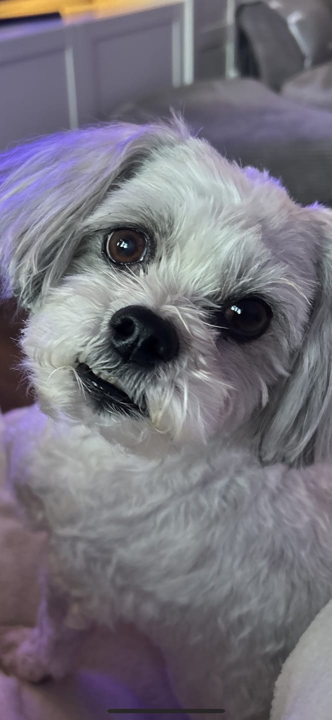 Customer photo review of Total Urinary Care Supplement For Dogs