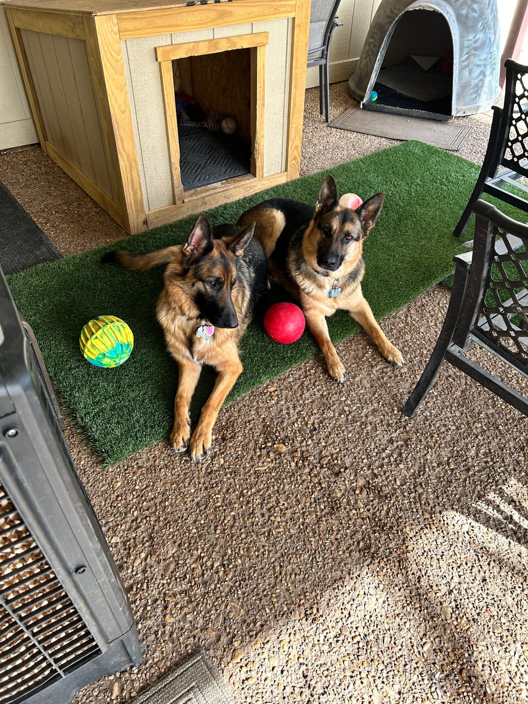 Customer photo review of BUY 3 BAGS & SAVE iHeartDogs Allergy & Itch Relief Chews for Dogs