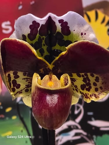 Kundenfoto: Nahaufnahme der schönen, mehrfarbigen Blüte des Frauenschuh Paphiopedilum.