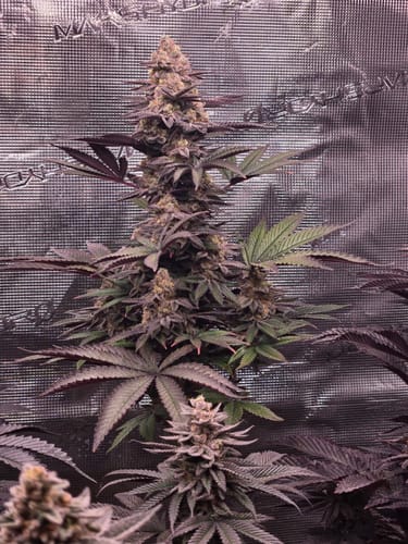 Customer photo review of Maui Wowie Seeds