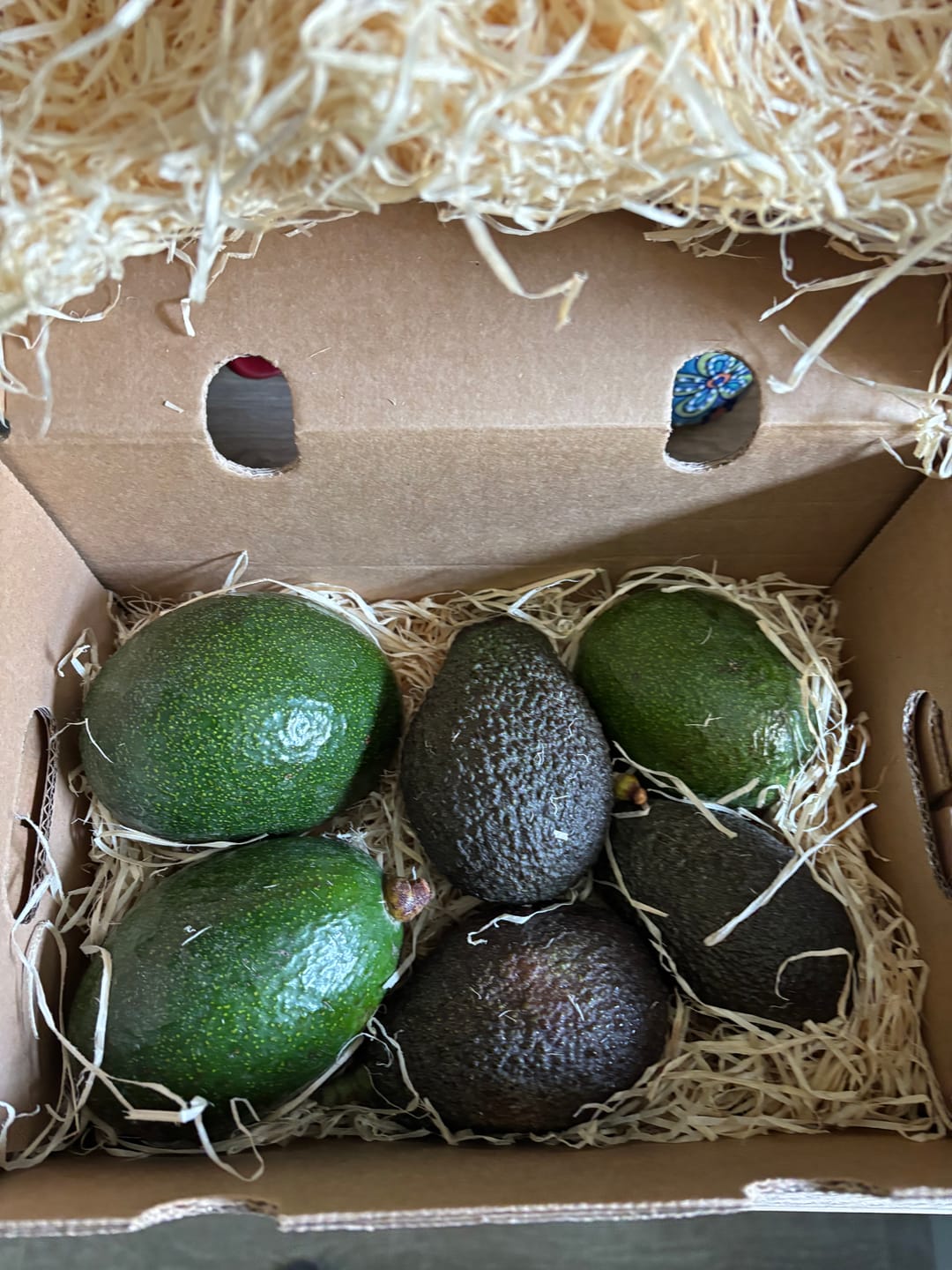Customer photo review of Avocado Hass & Reed 12 Monate baumgereift von Julian