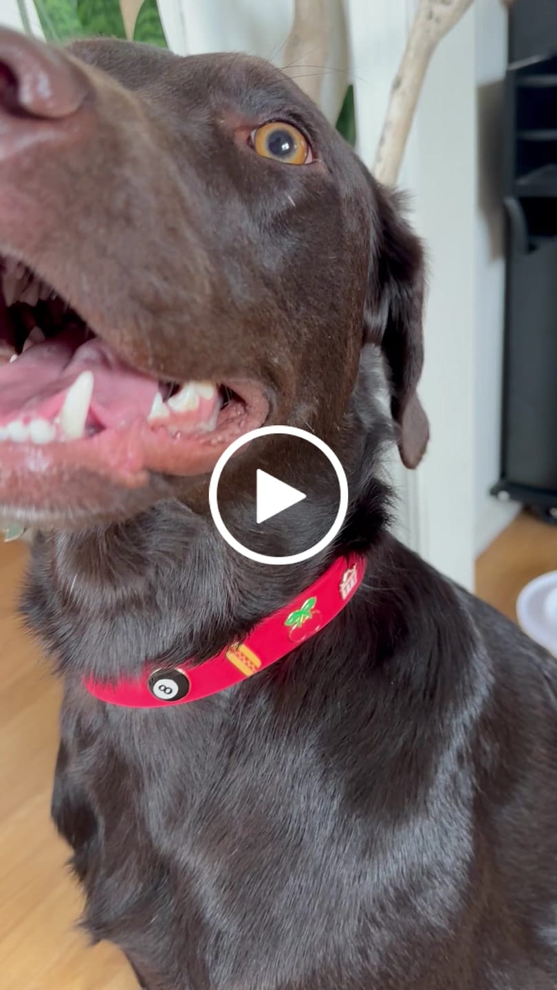 Customer video review of Moodies Collar